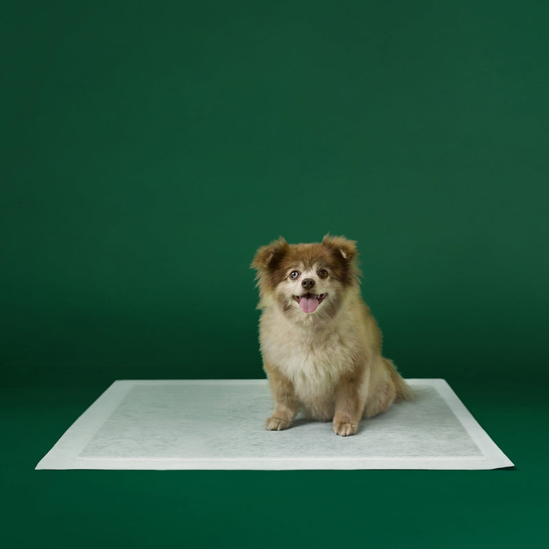 Disposable Dog Pee Pads with AbsorbShield+ Technology G3